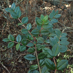 Mears Bush, Oxford, Canterbury.<br>Photographer: Melissa Hutchison, Date taken: 11/07/2020, Licence: <a target='_blank' href='https://creativecommons.org/licenses/by-nc/4.0'>CC BY-NC</a>. <a class='member-message' href='/nzpcn/why-join-nzpcn/' target='_blank'>Members can view a larger version of this image.</a>
