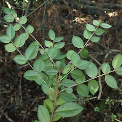Mears Bush, Oxford, Canterbury.<br>Photographer: Melissa Hutchison, Date taken: 11/07/2020, Licence: <a target='_blank' href='https://creativecommons.org/licenses/by-nc/4.0'>CC BY-NC</a>. <a class='member-message' href='/nzpcn/why-join-nzpcn/' target='_blank'>Members can view a larger version of this image.</a>