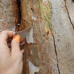 Bark detail, Rakiura.<br>Photographer: Jesse Bythell, Date taken: 25/03/2018, Licence: <a target='_blank' href='https://creativecommons.org/licenses/by-nc/4.0'>CC BY-NC</a>. <a class='member-message' href='/nzpcn/why-join-nzpcn/' target='_blank'>Members can view a larger version of this image.</a>