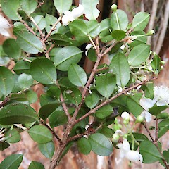 Abaxial leaf surface, Rakiura.<br>Photographer: Jesse Bythell, Date taken: 25/03/2018, Licence: <a target='_blank' href='https://creativecommons.org/licenses/by-nc/4.0'>CC BY-NC</a>. <a class='member-message' href='/nzpcn/why-join-nzpcn/' target='_blank'>Members can view a larger version of this image.</a>