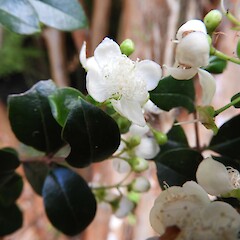 Flower detail, Rakiura.<br>Photographer: Jesse Bythell, Date taken: 25/03/2018, Licence: <a target='_blank' href='https://creativecommons.org/licenses/by-nc/4.0'>CC BY-NC</a>. <a class='member-message' href='/nzpcn/why-join-nzpcn/' target='_blank'>Members can view a larger version of this image.</a>