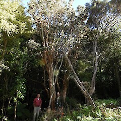 Habit, Rakiura.<br>Photographer: Jesse Bythell, Date taken: 25/03/2018, Licence: <a target='_blank' href='https://creativecommons.org/licenses/by-nc/4.0'>CC BY-NC</a>. <a class='member-message' href='/nzpcn/why-join-nzpcn/' target='_blank'>Members can view a larger version of this image.</a>