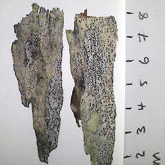 Herbarium specimen collected from the bark of Metrosideros excelsa, Tawhitokino Beach, Auckland Region.<br>Photographer: Peter J de Lange, Date taken: 31/12/2015, Licence: Public domain. <a class='member-message' href='/nzpcn/why-join-nzpcn/' target='_blank'>Members can view a larger version of this image.</a>
