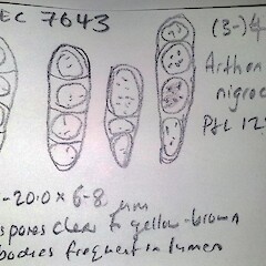 Drawing of ascospores of Arthonia nigrocincta - ascospores from UNITEC 7643 collected from the bark of Metrosideros excelsa, Tawhitokino Beach, Auckland Region.<br>Photographer: Peter J de Lange, Date taken: 31/12/2015, Licence: Public domain. <a class='member-message' href='/nzpcn/why-join-nzpcn/' target='_blank'>Members can view a larger version of this image.</a>
