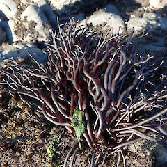 Apophlaea lyallii, Stewart Island.<br>Photographer: John Barkla, Date taken: 07/09/2018, Licence: <a target='_blank' href='https://creativecommons.org/licenses/by/4.0'>CC BY</a>. <a class='member-message' href='/nzpcn/why-join-nzpcn/' target='_blank'>Members can view a larger version of this image.</a>
