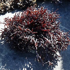 Apophlaea lyallii, Purakaunui Bay, Catlins.<br>Photographer: John Barkla, Date taken: 14/03/2020, Licence: <a target='_blank' href='https://creativecommons.org/licenses/by/4.0'>CC BY</a>. <a class='member-message' href='/nzpcn/why-join-nzpcn/' target='_blank'>Members can view a larger version of this image.</a>