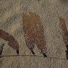 Macrocystis pyrifera, Aramoana, Otago.<br>Photographer: John Barkla, Date taken: 13/08/2016, Licence: <a target='_blank' href='https://creativecommons.org/licenses/by/4.0'>CC BY</a>. <a class='member-message' href='/nzpcn/why-join-nzpcn/' target='_blank'>Members can view a larger version of this image.</a>