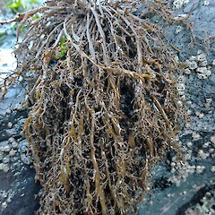 Scytothamnus australis, Whareakeake Beach, Otago.<br>Photographer: John Barkla, Date taken: 13/06/2020, Licence: <a target='_blank' href='https://creativecommons.org/licenses/by/4.0'>CC BY</a>. <a class='member-message' href='/nzpcn/why-join-nzpcn/' target='_blank'>Members can view a larger version of this image.</a>
