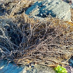 Scytothamnus australis, Brighton, Otago.<br>Photographer: John Barkla, Date taken: 13/06/2020, Licence: <a target='_blank' href='https://creativecommons.org/licenses/by/4.0'>CC BY</a>. <a class='member-message' href='/nzpcn/why-join-nzpcn/' target='_blank'>Members can view a larger version of this image.</a>