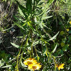 Habit.<br>Photographer: Chris Ecroyd, Date taken: 13/11/2018, Licence: <a target='_blank' href='https://creativecommons.org/licenses/by-nc/4.0'>CC BY-NC</a>. <a class='member-message' href='/nzpcn/why-join-nzpcn/' target='_blank'>Members can view a larger version of this image.</a>