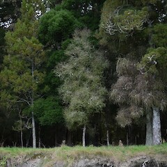 At Pehiri, Gisborne.<br>Photographer: Philip Smith, Licence: All rights reserved. <a class='member-message' href='/nzpcn/why-join-nzpcn/' target='_blank'>Members can view a larger version of this image.</a>