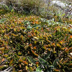 Carmichaelia nana, Hakatere Conservation Park.<br>Photographer: John Barkla, Date taken: 04/01/2019, Licence: <a target='_blank' href='https://creativecommons.org/licenses/by/4.0'>CC BY</a>. <a class='member-message' href='/nzpcn/why-join-nzpcn/' target='_blank'>Members can view a larger version of this image.</a>