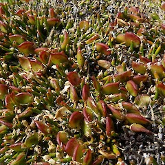 Carmichaelia nana with abundant seed pods, Hakatere Conservation Park.<br>Photographer: John Barkla, Date taken: 04/01/2019, Licence: <a target='_blank' href='https://creativecommons.org/licenses/by/4.0'>CC BY</a>. <a class='member-message' href='/nzpcn/why-join-nzpcn/' target='_blank'>Members can view a larger version of this image.</a>