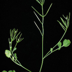 Photographer: Peter B. Heenan, Date taken: 26/08/2009, Licence: <a target='_blank' href='https://creativecommons.org/licenses/by/4.0'>CC BY</a>.