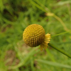 Helenium puberulum