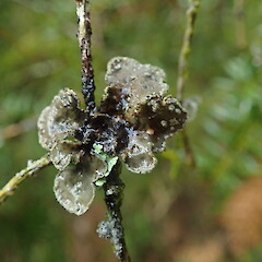 Corticolous on twig.<br>Photographer: Marley Ford, Licence: <a target='_blank' href='https://creativecommons.org/licenses/by-nc/4.0'>CC BY-NC</a>. <a class='member-message' href='/nzpcn/why-join-nzpcn/' target='_blank'>Members can view a larger version of this image.</a>