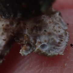 Underside of thallus showing large cyphellae.<br>Photographer: Marley Ford, Licence: <a target='_blank' href='https://creativecommons.org/licenses/by-nc/4.0'>CC BY-NC</a>. <a class='member-message' href='/nzpcn/why-join-nzpcn/' target='_blank'>Members can view a larger version of this image.</a>