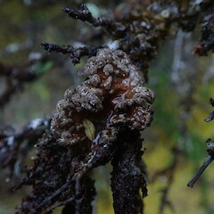 Exposed form on twig.<br>Photographer: Marley Ford, Licence: <a target='_blank' href='https://creativecommons.org/licenses/by-nc/4.0'>CC BY-NC</a>. <a class='member-message' href='/nzpcn/why-join-nzpcn/' target='_blank'>Members can view a larger version of this image.</a>