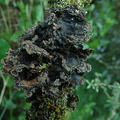 Large specimen, Kaimanawa’s.<br>Photographer: Marley Ford, Licence: <a target='_blank' href='https://creativecommons.org/licenses/by-nc/4.0'>CC BY-NC</a>. <a class='member-message' href='/nzpcn/why-join-nzpcn/' target='_blank'>Members can view a larger version of this image.</a>
