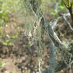 Corticolous on mangroves.<br>Photographer: Marley Ford, Licence: <a target='_blank' href='https://creativecommons.org/licenses/by-nc/4.0'>CC BY-NC</a>. <a class='member-message' href='/nzpcn/why-join-nzpcn/' target='_blank'>Members can view a larger version of this image.</a>