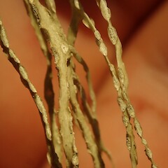 Marginal soralia.<br>Photographer: Marley Ford, Licence: <a target='_blank' href='https://creativecommons.org/licenses/by-nc/4.0'>CC BY-NC</a>. <a class='member-message' href='/nzpcn/why-join-nzpcn/' target='_blank'>Members can view a larger version of this image.</a>
