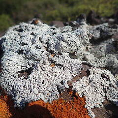 Heterodermia tremulans