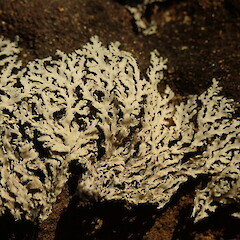 Exposed saxicolous specimen.<br>Photographer: Marley Ford, Licence: <a target='_blank' href='https://creativecommons.org/licenses/by-nc/4.0'>CC BY-NC</a>. <a class='member-message' href='/nzpcn/why-join-nzpcn/' target='_blank'>Members can view a larger version of this image.</a>