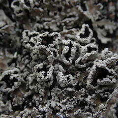 Apothecia.<br>Photographer: Marley Ford, Licence: <a target='_blank' href='https://creativecommons.org/licenses/by-nc/4.0'>CC BY-NC</a>. <a class='member-message' href='/nzpcn/why-join-nzpcn/' target='_blank'>Members can view a larger version of this image.</a>