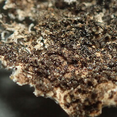 Underside of collected specimen.<br>Photographer: Marley Ford, Licence: <a target='_blank' href='https://creativecommons.org/licenses/by-nc/4.0'>CC BY-NC</a>. <a class='member-message' href='/nzpcn/why-join-nzpcn/' target='_blank'>Members can view a larger version of this image.</a>