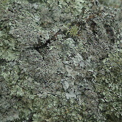 Growing with a range of parmeliod lichen on rock.<br>Photographer: Marley Ford, Licence: <a target='_blank' href='https://creativecommons.org/licenses/by-nc/4.0'>CC BY-NC</a>. <a class='member-message' href='/nzpcn/why-join-nzpcn/' target='_blank'>Members can view a larger version of this image.</a>