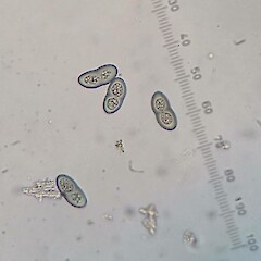 Spores.<br>Photographer: Dan Blanchon, Licence: All rights reserved. <a class='member-message' href='/nzpcn/why-join-nzpcn/' target='_blank'>Members can view a larger version of this image.</a>