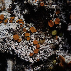Brigantiaea fuscolutea