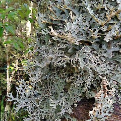Corticolous in dry state.<br>Photographer: Marley Ford, Licence: <a target='_blank' href='https://creativecommons.org/licenses/by-nc/4.0'>CC BY-NC</a>. <a class='member-message' href='/nzpcn/why-join-nzpcn/' target='_blank'>Members can view a larger version of this image.</a>