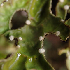 Young apothecia.<br>Photographer: Marley Ford, Licence: <a target='_blank' href='https://creativecommons.org/licenses/by-nc/4.0'>CC BY-NC</a>. <a class='member-message' href='/nzpcn/why-join-nzpcn/' target='_blank'>Members can view a larger version of this image.</a>