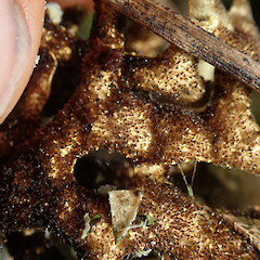 Underside of thallus.<br>Photographer: Marley Ford, Licence: <a target='_blank' href='https://creativecommons.org/licenses/by-nc/4.0'>CC BY-NC</a>. <a class='member-message' href='/nzpcn/why-join-nzpcn/' target='_blank'>Members can view a larger version of this image.</a>