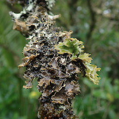Photosymbiodeme form.<br>Photographer: Marley Ford, Licence: <a target='_blank' href='https://creativecommons.org/licenses/by-nc/4.0'>CC BY-NC</a>. <a class='member-message' href='/nzpcn/why-join-nzpcn/' target='_blank'>Members can view a larger version of this image.</a>