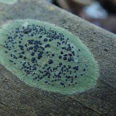 Byssoloma adspersum
