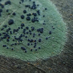 Photographer: Marley Ford, Licence: <a target='_blank' href='https://creativecommons.org/licenses/by-nc/4.0'>CC BY-NC</a>. <a class='member-message' href='/nzpcn/why-join-nzpcn/' target='_blank'>Members can view a larger version of this image.</a>