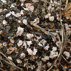 On limestone soils in the Castle Hill basin.<br>Photographer: Melissa Hutchison, Date taken: 22/02/2020, Licence: <a target='_blank' href='https://creativecommons.org/licenses/by-nc/4.0'>CC BY-NC</a>. <a class='member-message' href='/nzpcn/why-join-nzpcn/' target='_blank'>Members can view a larger version of this image.</a>