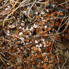 On limestone soils in the Castle Hill basin.<br>Photographer: Melissa Hutchison, Date taken: 22/02/2020, Licence: <a target='_blank' href='https://creativecommons.org/licenses/by-nc/4.0'>CC BY-NC</a>. <a class='member-message' href='/nzpcn/why-join-nzpcn/' target='_blank'>Members can view a larger version of this image.</a>