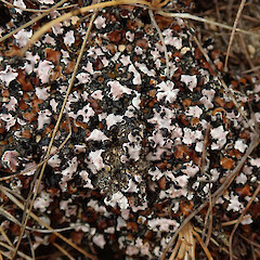 On limestone soils in the Castle Hill basin.<br>Photographer: Melissa Hutchison, Date taken: 22/02/2020, Licence: <a target='_blank' href='https://creativecommons.org/licenses/by-nc/4.0'>CC BY-NC</a>. <a class='member-message' href='/nzpcn/why-join-nzpcn/' target='_blank'>Members can view a larger version of this image.</a>