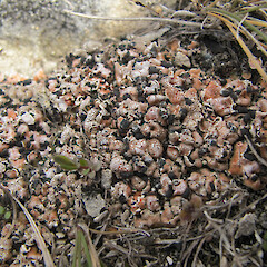 On limestone soils in the Castle Hill basin.<br>Photographer: Melissa Hutchison, Date taken: 26/10/2014, Licence: <a target='_blank' href='https://creativecommons.org/licenses/by-nc/4.0'>CC BY-NC</a>. <a class='member-message' href='/nzpcn/why-join-nzpcn/' target='_blank'>Members can view a larger version of this image.</a>