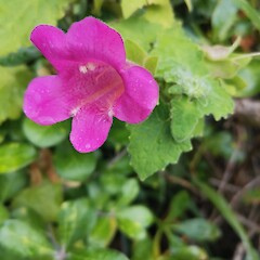 Amongst native shrubs, Pahi.<br>Photographer: Karen Pegrume, Date taken: 27/02/2021, Licence: <a target='_blank' href='https://creativecommons.org/licenses/by-nc/4.0'>CC BY-NC</a>. <a class='member-message' href='/nzpcn/why-join-nzpcn/' target='_blank'>Members can view a larger version of this image.</a>