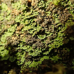 Psoroma coralloideum