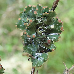 On twig in wet state.<br>Photographer: Marley Ford, Licence: <a target='_blank' href='https://creativecommons.org/licenses/by-nc/4.0'>CC BY-NC</a>. <a class='member-message' href='/nzpcn/why-join-nzpcn/' target='_blank'>Members can view a larger version of this image.</a>