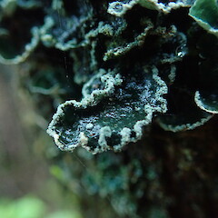 In wet state.<br>Photographer: Marley Ford, Licence: <a target='_blank' href='https://creativecommons.org/licenses/by-nc/4.0'>CC BY-NC</a>. <a class='member-message' href='/nzpcn/why-join-nzpcn/' target='_blank'>Members can view a larger version of this image.</a>