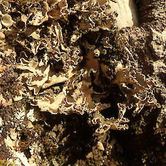 Sticta sublimbata