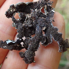 Creamy pseudocyphellae on underside amongst thick dark tomentose underside.<br>Photographer: Marley Ford, Licence: <a target='_blank' href='https://creativecommons.org/licenses/by-nc/4.0'>CC BY-NC</a>. <a class='member-message' href='/nzpcn/why-join-nzpcn/' target='_blank'>Members can view a larger version of this image.</a>