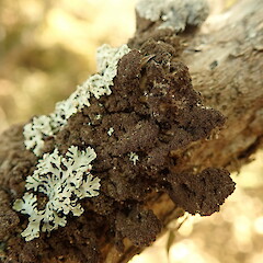 Exposed form on kānuka.<br>Photographer: Marley Ford, Licence: <a target='_blank' href='https://creativecommons.org/licenses/by-nc/4.0'>CC BY-NC</a>. <a class='member-message' href='/nzpcn/why-join-nzpcn/' target='_blank'>Members can view a larger version of this image.</a>