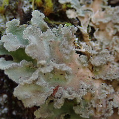 Pseudocyphellaria gretae